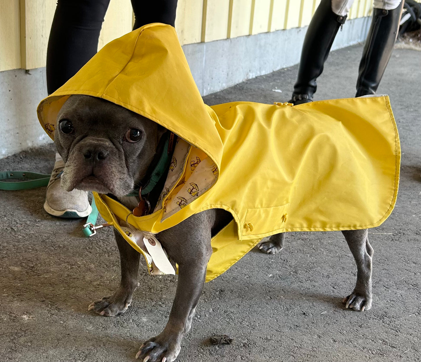 Top Paw Rubber Duckie XL raincoat