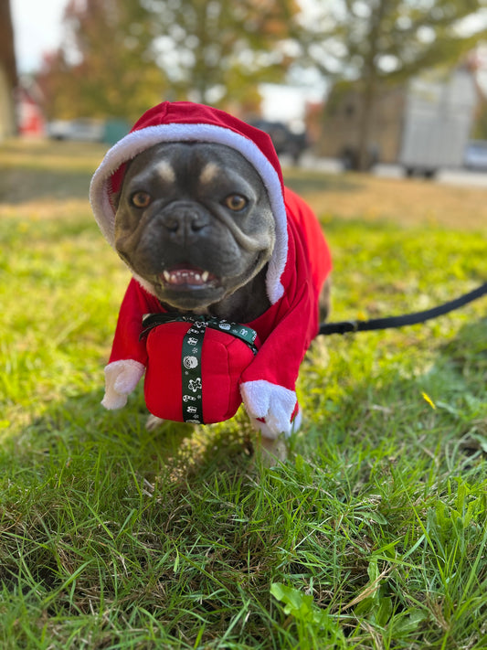 Santa outfit XXL (small dog)