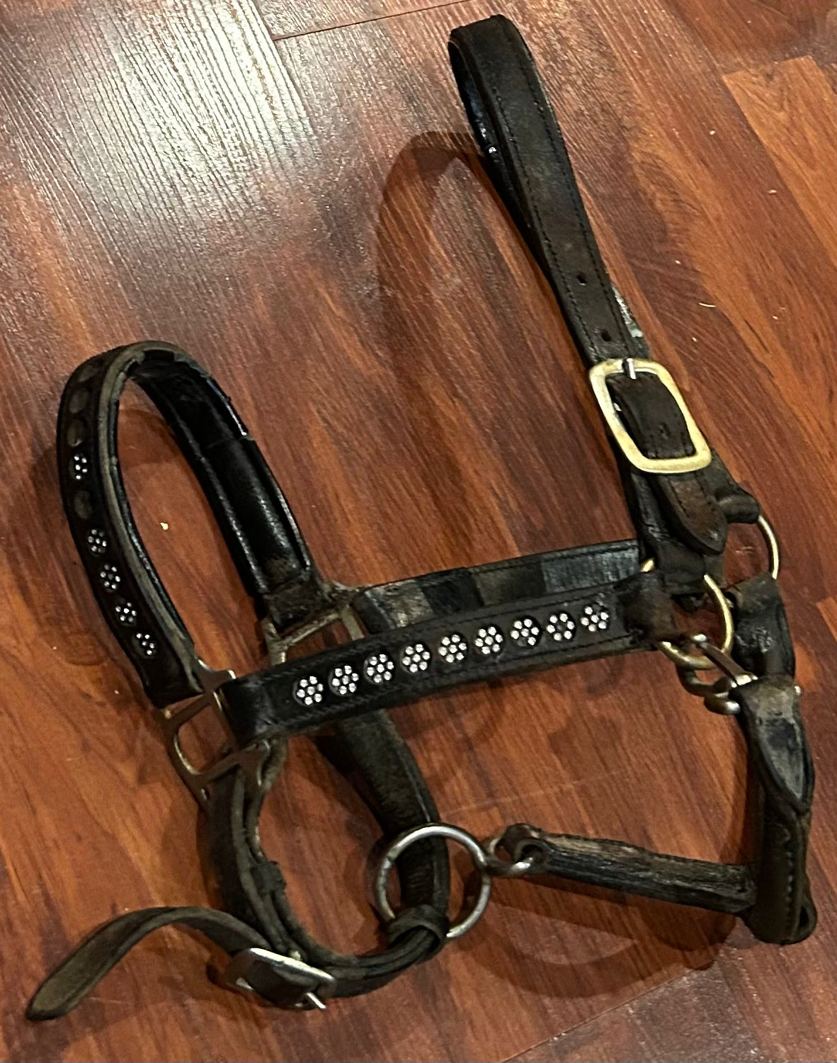 WB leather halter. stiff. missing bling