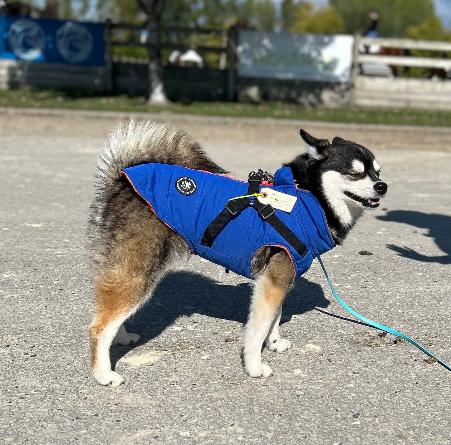 dog jacket