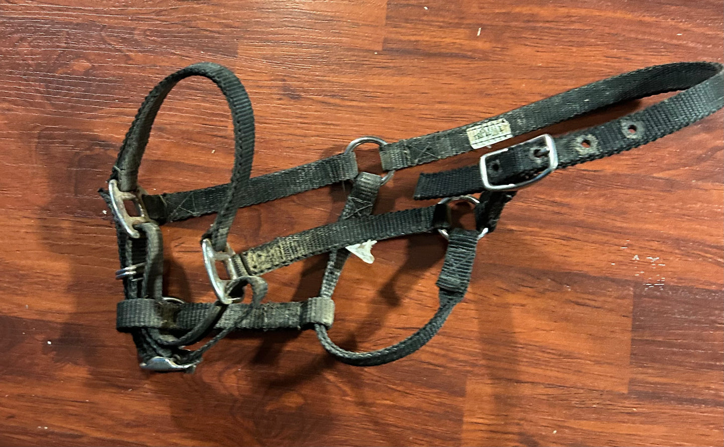 Black nylon foal / mini halter
