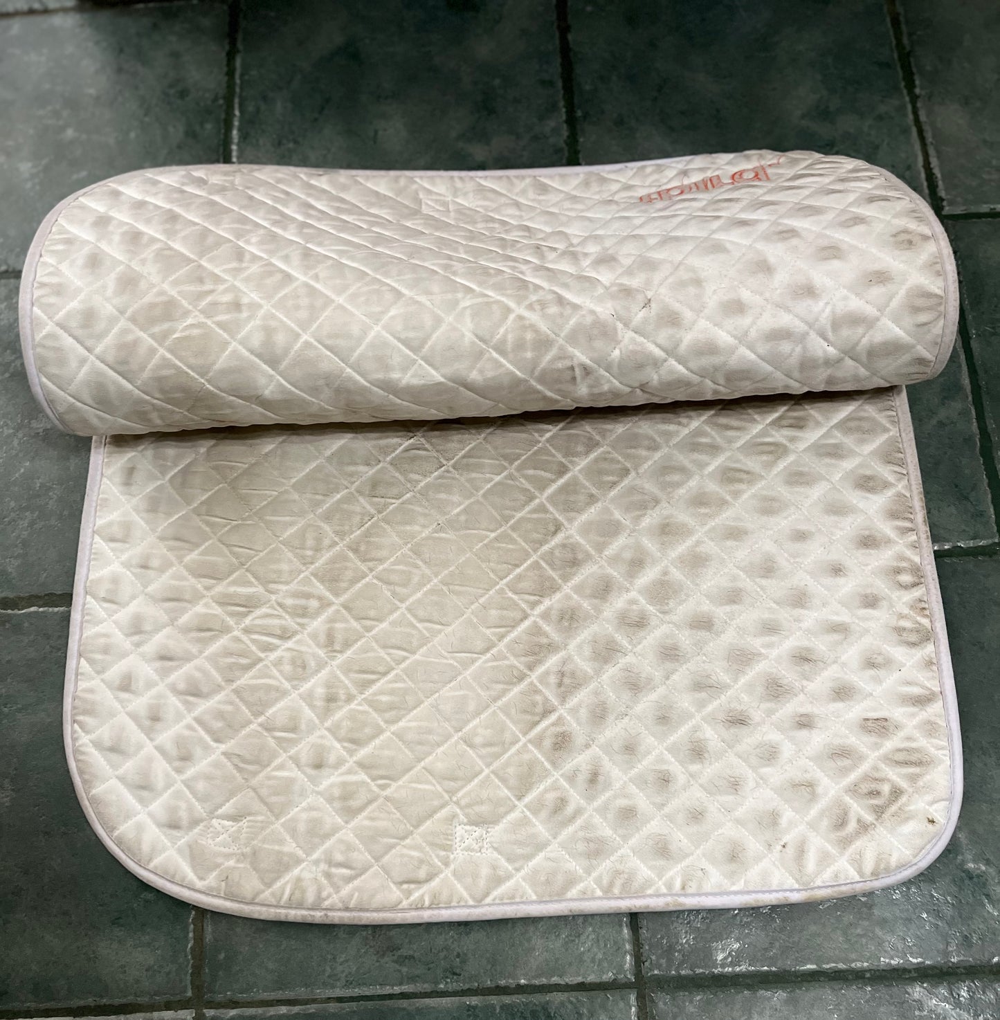 White dressage pad TBird logo