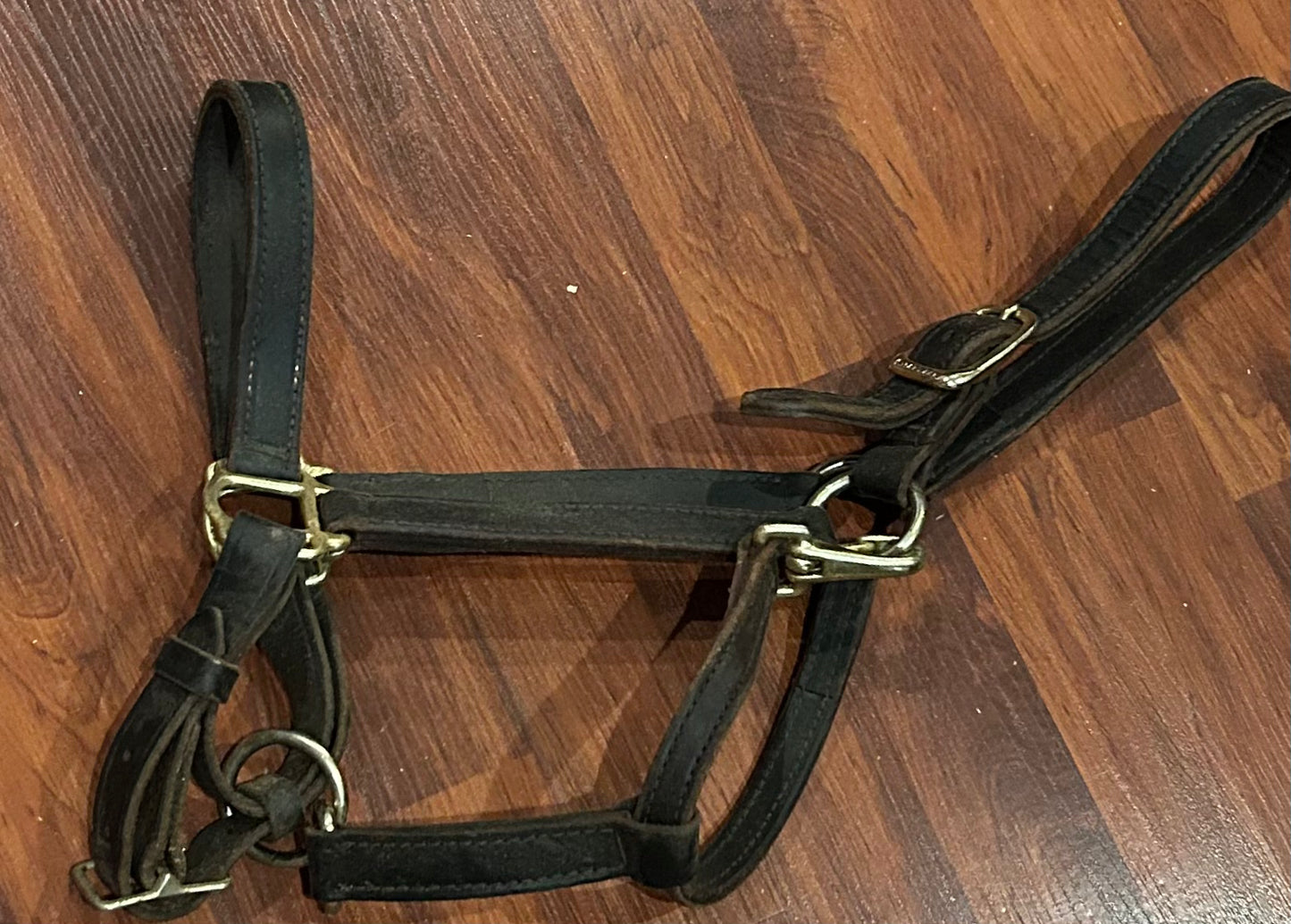 Brown leather halter.