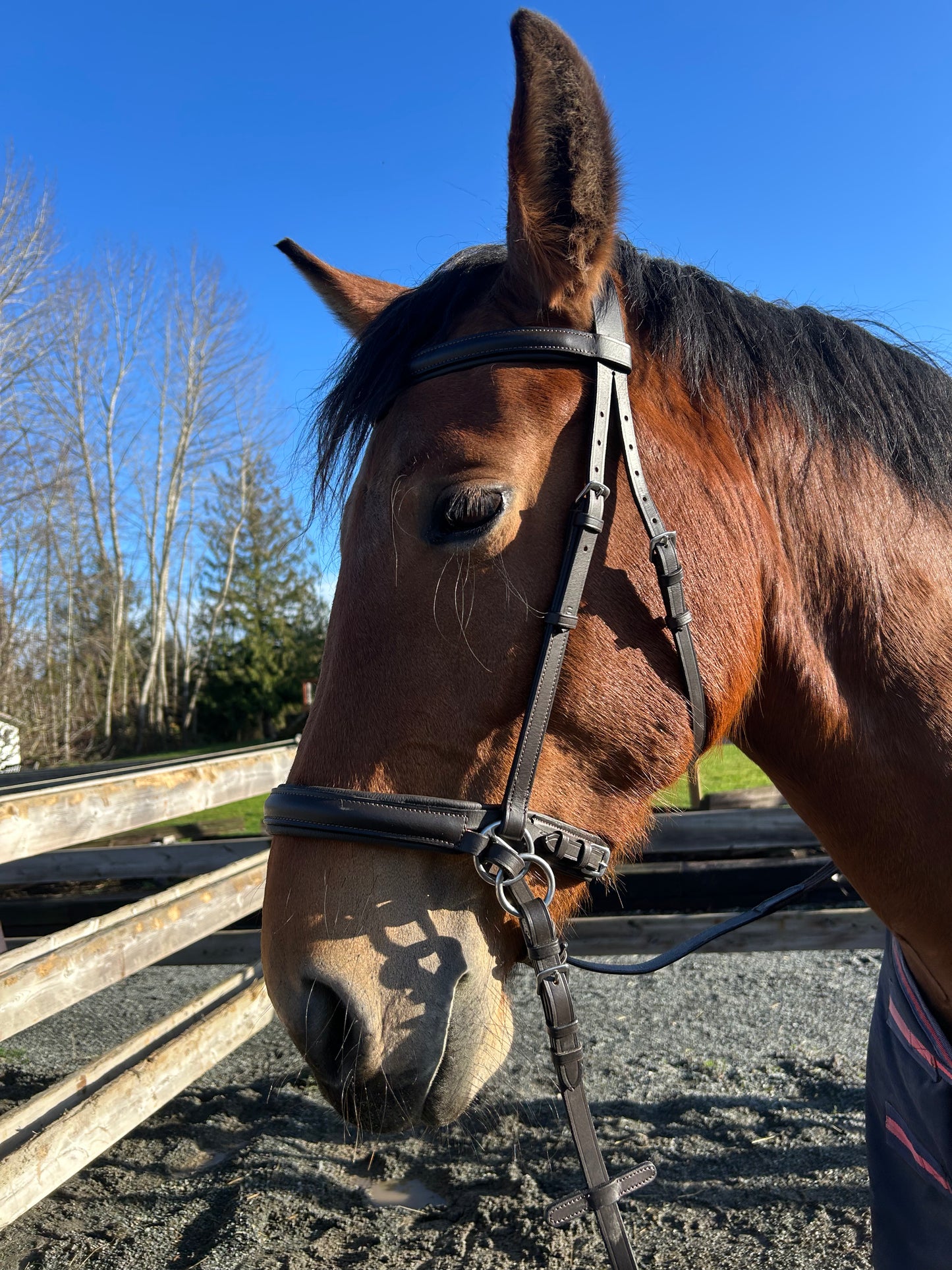 Bitless bridle brown full size