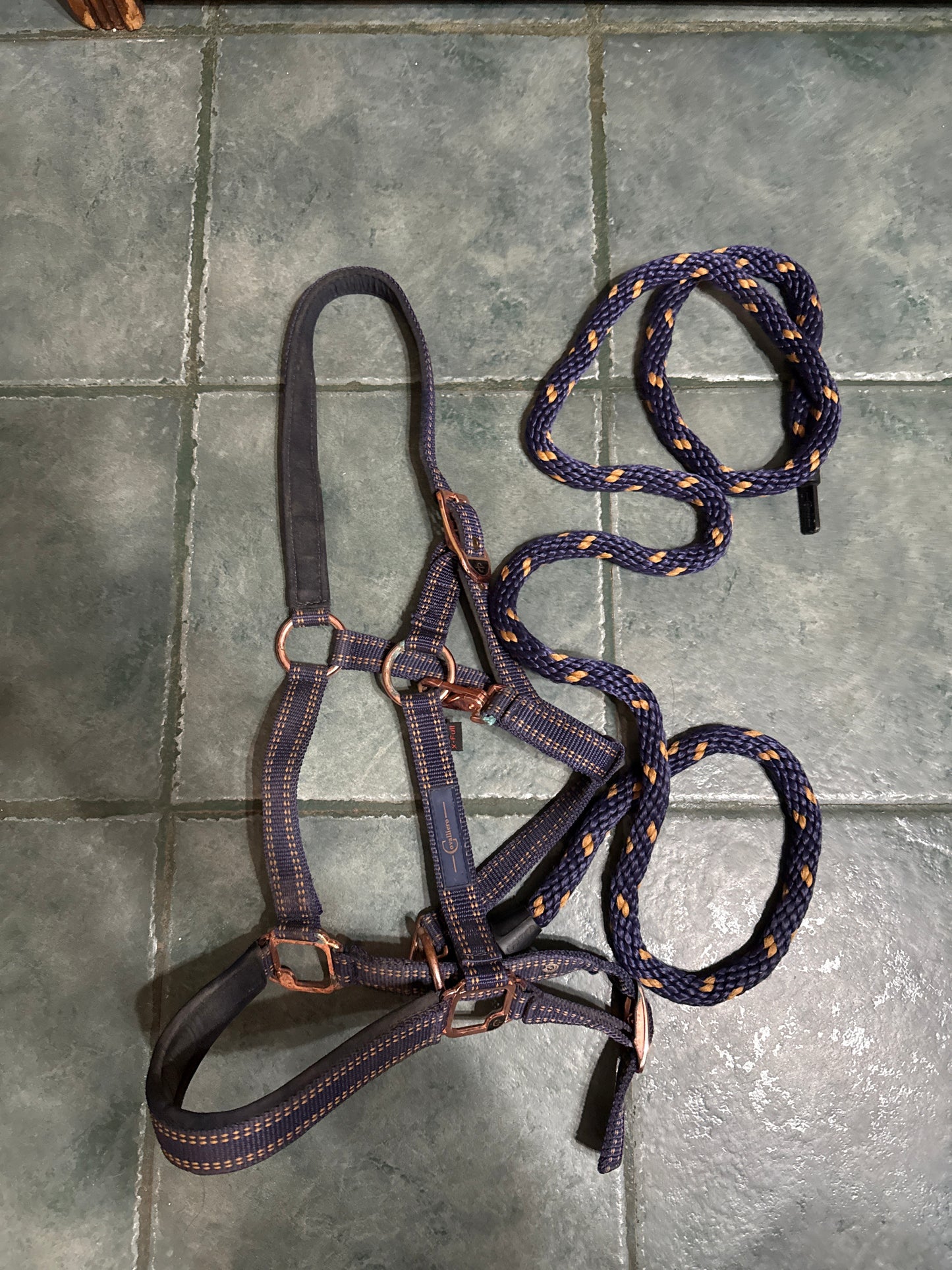 Covalliero halter with magnetic lead rope Horse blue and rose gold