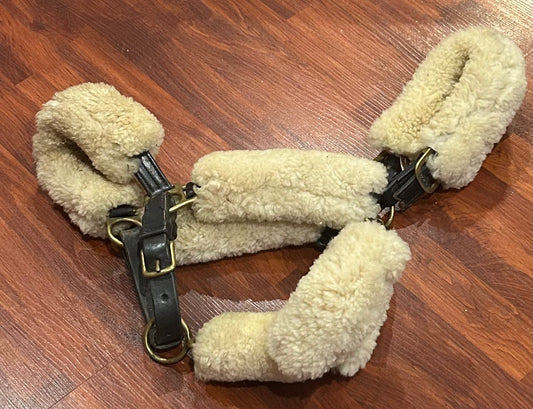 Walsh shipping halter full size. Broken/shortened crown piece on one side