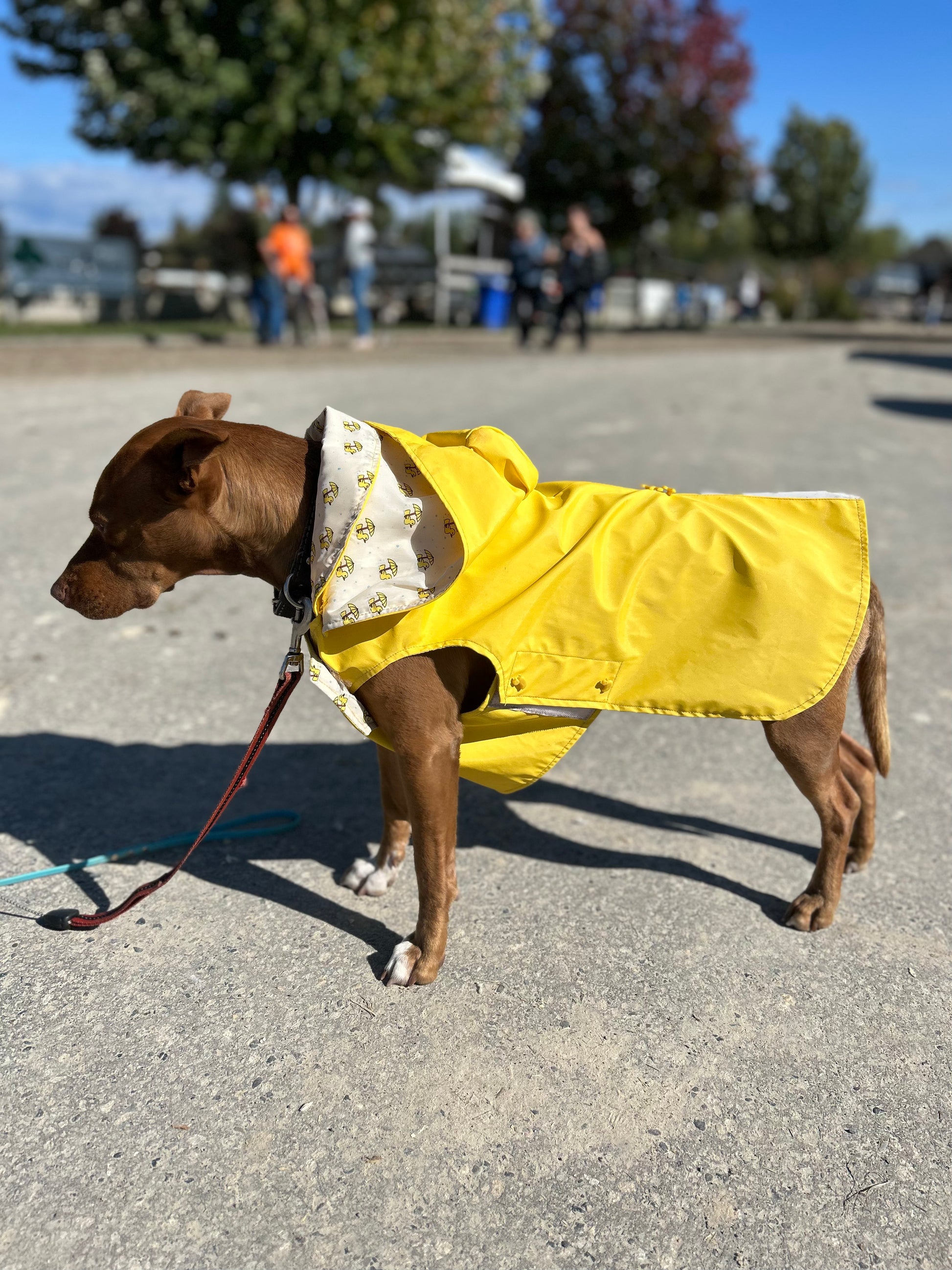 Top Paw Rubber Duckie XL raincoat All About Tack