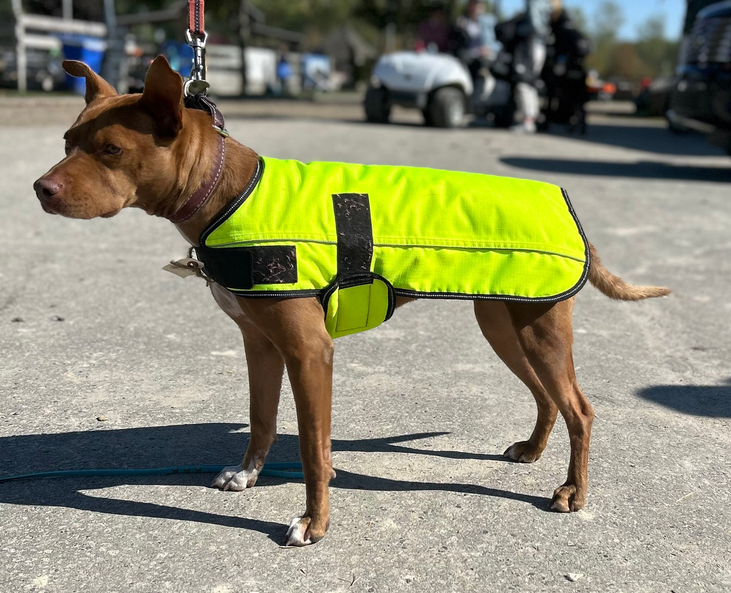 High Viz Yellow dog jacket. 18”