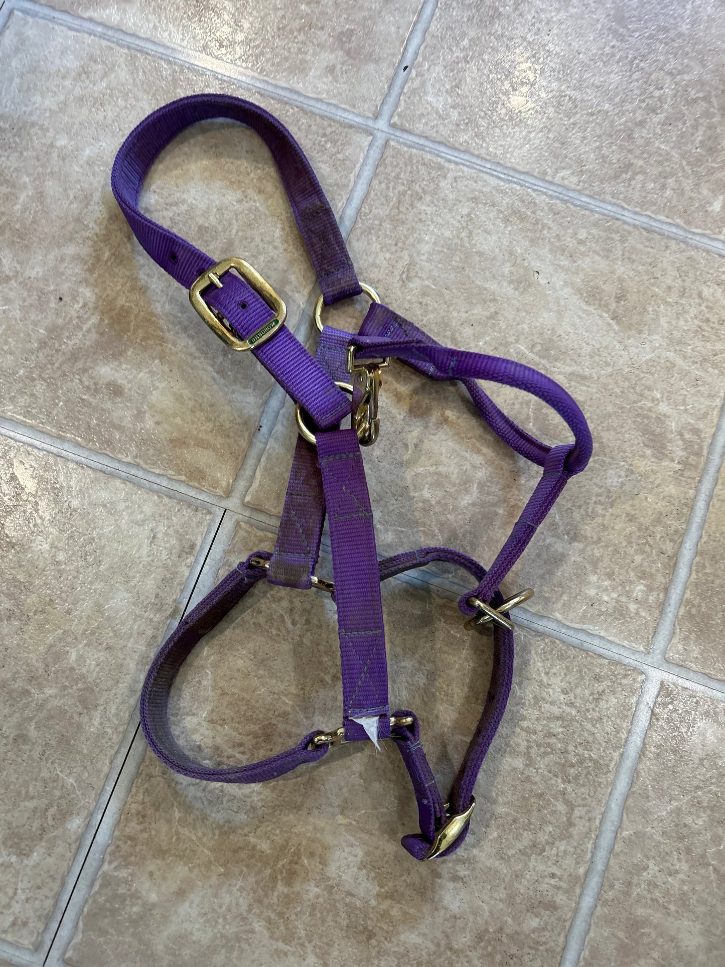 Shedrow purple nylon halter full size