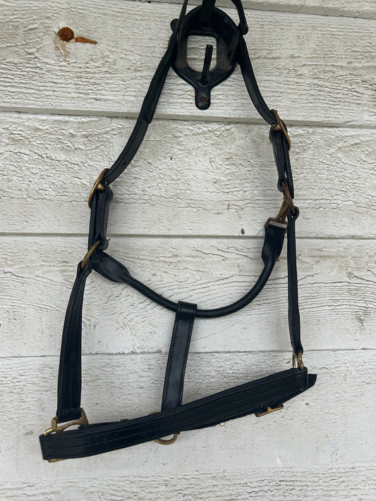 Black cob leather halter. Brass hardware.
